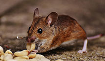 24 Hour & Emergency Exterminators in Morgantown, WV